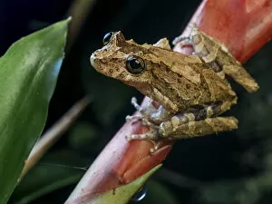 Atlantic Rainforest Gallery: Treefrog (Scinax littoralis) standing on bromeliad stalk, Tapirai, Sao Paulo, Atlantic