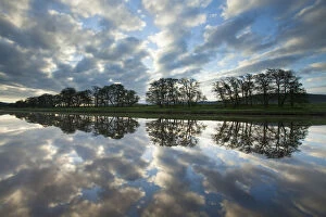 Images Dated 7th June 2013: Trees and clouds reflected in River Spey at dawn, Cairngorms National Park, Scotland