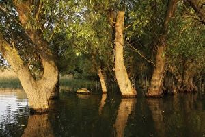 Trees in the Danube Delta, Romania, May 2009