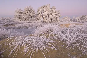 Trees and grass covered in heavy hoar frost, Groot Schietveld, Wuustwezel, Belgium Trees and grass covered in heavy hoar frost, Groot Schietveld, Wuustwezel, Belgium
