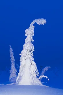 Trees laden with snow and ice (Tykky), Riisitunturi, Finland Trees laden with snow and ice (Tykky), Riisitunturi, Finland