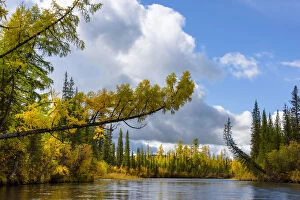 Images Dated 10th September 2017: Trees in the upper reaches of the Lena River, Baikalo-Lensky Reserve, Siberia, Russia