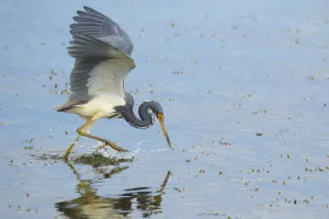 Tricolored heron (Egretta tricolor) adult in breeding plumage capturing fish by Tricolored heron (Egretta tricolor) adult in breeding plumage capturing fish by