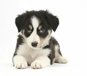 Facial Expression Collection: Tricolour Border Collie puppy