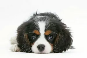 Looking At Camera Collection: Tricolour Cavalier King Charles Spaniel puppy, lying with chin on floor