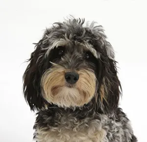 Tricolour merle Dachshund x Poodle Daxie doodle dog Tricolour merle Dachshund x Poodle Daxie doodle dog