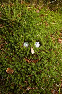 Images Dated 2nd January 2007: Troll face in Polytrichum moss (Polytrichum sp.)