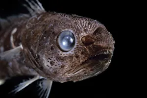 Tropical pelagic cod / Arrowtail (Melanonus zugmayeri) deep sea fish from Atlantic Tropical pelagic cod / Arrowtail (Melanonus zugmayeri) deep sea fish from Atlantic