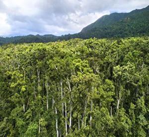 Tropical rainforest canopy. Syndicate Forest, Morne Diablotin National Park, Dominica Tropical rainforest canopy. Syndicate Forest, Morne Diablotin National Park, Dominica