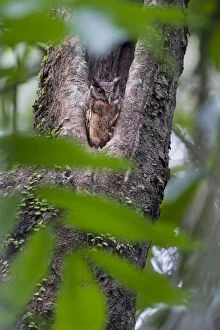 Images Dated 2nd September 2013: Tropical Screech Owl (Megascops choliba) perched in tree hole in rainforest canopy