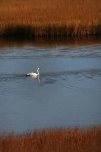 Trumpeter Swan (Cygnus buccinator) on water during migration through Denali mountainous Trumpeter Swan (Cygnus buccinator) on water during migration through Denali mountainous