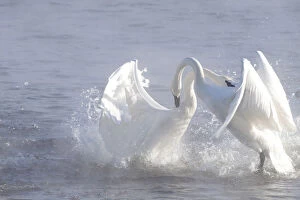 Images Dated 28th February 2009: Trumpeter Swans (Cygnus buccinator) in winter morning mist, showing aggression during