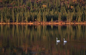 Trumpeter Swans (Cygnus buccinator) on lake, during migration through Denali mountainous Trumpeter Swans (Cygnus buccinator) on lake, during migration through Denali mountainous