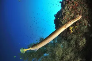 Trumpetfish (Aulostomus chinensis) on the coral drop off, Sulu Sea, Philippines Trumpetfish (Aulostomus chinensis) on the coral drop off, Sulu Sea, Philippines