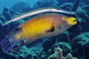 Trumpetfish (Aulostomus maculatus) using a Spanish Hogfish (Bodianus rufus) as a Trumpetfish (Aulostomus maculatus) using a Spanish Hogfish (Bodianus rufus) as a