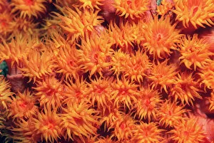 Images Dated 9th July 2003: Tube coral polyps feeding {Tubastrea faulkneri} Milne Bay, Papua New Guinea