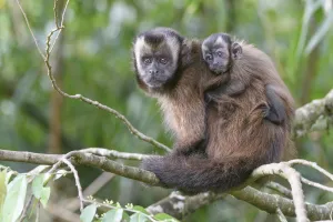 Tufted / Brown capuchin (Cebus apella), female with baby on back, sitting in tree Tufted / Brown capuchin (Cebus apella), female with baby on back, sitting in tree