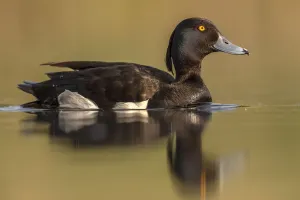 Tufted duck (Aythya fuligula) male drake , Valkenhorst Nature reserve, Valkenswaard Tufted duck (Aythya fuligula) male drake , Valkenhorst Nature reserve, Valkenswaard