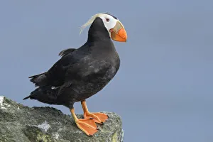 Tufted puffin (Fratercula cirrhata) in breeding plumage. St. Paul Island, Alaska. July Tufted puffin (Fratercula cirrhata) in breeding plumage. St. Paul Island, Alaska. July