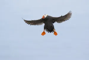 Tufted puffin (Fratercula cirrhata), adult in breeding plumage flying in preparing to Tufted puffin (Fratercula cirrhata), adult in breeding plumage flying in preparing to