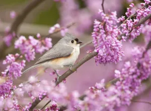 Tufted Titmouse (Baeolophus bicolor) perched in flowering Eastern redbud in spring Tufted Titmouse (Baeolophus bicolor) perched in flowering Eastern redbud in spring