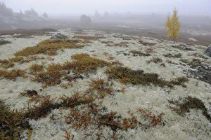 Tundra with Reindeer lichen / moss and a few small trees in mist Tundra with Reindeer lichen / moss and a few small trees in mist