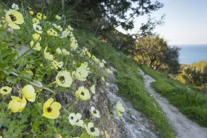 Turban buttercup (Ranunculus asiaticus) growing on bank beside footpath with sea beyond Turban buttercup (Ranunculus asiaticus) growing on bank beside footpath with sea beyond