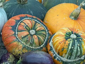 Dicot Collection: Turban squash (Cucurbita) and other mixed squashes