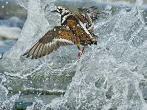 Ruddy Turnstone Gallery: Turnstone (Arenaria interpres) in summer plumage, on Norfolk shoreline in breaking wave