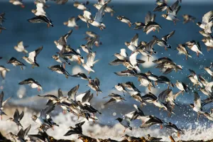 Ruddy Turnstone Gallery: Turnstones (Arenaria interpres) and Purple sandpipers (Calidris maritima) over wintering
