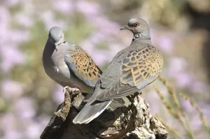 Turtle dove (Streptopelia turtur) pair, Teide National Park , Tenerife, Canary Islands Turtle dove (Streptopelia turtur) pair, Teide National Park , Tenerife, Canary Islands
