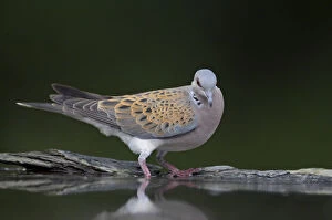 Images Dated 23rd May 2008: Turtle dove (Streptopelia turtur) at water, Pusztaszer, Hungary, May 2008