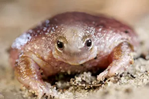 Turtle frog (Myobatrachus gouldii) portrait. Perth, Western Australia. October Turtle frog (Myobatrachus gouldii) portrait. Perth, Western Australia. October