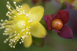 Tutsan (Hypericum androsaemum) flower and fruit, Burren National Park, County Clare Tutsan (Hypericum androsaemum) flower and fruit, Burren National Park, County Clare