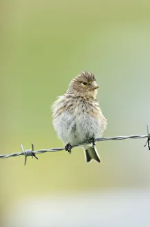 Twite (Carduelis / Acanthis flavirostris) resting on a barbed wire fence. Isle of Berneray Twite (Carduelis / Acanthis flavirostris) resting on a barbed wire fence. Isle of Berneray