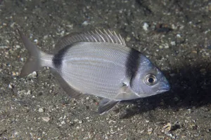 Two-banded Seabream (Diplodus vulgaris) Maseline Harbour, Sark, British Channel Islands Two-banded Seabream (Diplodus vulgaris) Maseline Harbour, Sark, British Channel Islands