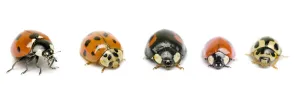UK Ladybird species, native and invasive, from left to right: Seven-Spot (Coccinella 7-punctata) UK Ladybird species, native and invasive, from left to right: Seven-Spot (Coccinella 7-punctata)