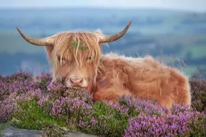 Highland Cow Prints: Highland Cow Print on Heather, Curbar Edge