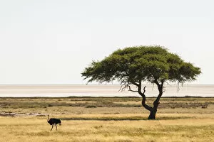 Expansive Gallery: Umbrella thorn tree (Vachellia tortilis) in the Etosha pan with common ostrich