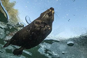 Underneath view of a North American beaver (Castor canadensis) swimming under the Underneath view of a North American beaver (Castor canadensis) swimming under the