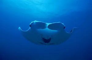 Underside view of Manta Ray {Manta birostris} Mexico Underside view of Manta Ray {Manta birostris} Mexico
