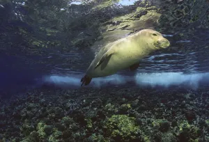 Underwater encounters with Hawaiian monk seals (Monachus schauinslandi) Hawaii Underwater encounters with Hawaiian monk seals (Monachus schauinslandi) Hawaii