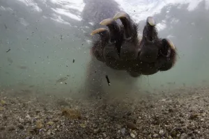 Underwater view of Brown bear (Ursus arctos) paw fishing for Sockeye salmon (Oncorhynchus Underwater view of Brown bear (Ursus arctos) paw fishing for Sockeye salmon (Oncorhynchus