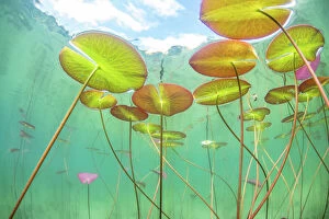 France Collection: Underwater view of Waterlilies (Nymphaea alba) in a lake. Alps, Ain, France, June
