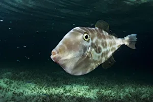 Unicorn leatherjacket filefish (Aluterus monoceros) at night, The Bahamas. February Unicorn leatherjacket filefish (Aluterus monoceros) at night, The Bahamas. February