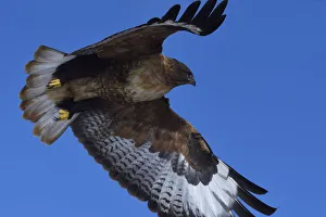 Upland buzzard (Buteo hemilasius), Tibetan Plateau, Qinghai, China Upland buzzard (Buteo hemilasius), Tibetan Plateau, Qinghai, China