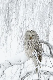 Ural Owl (Stix uralensis) perched in snowy tree, Kuusamo Finland February Ural Owl (Stix uralensis) perched in snowy tree, Kuusamo Finland February
