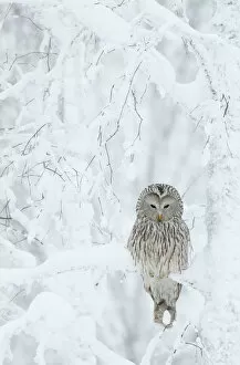 Northern Europe Gallery: Ural Owl (Stix uralensis) resting in snowy tree, Kuusamo Finland February