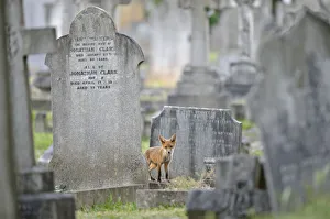 Urban Red fox (Vulpes vulpes) cub amongst graves, West London cemetery, UK, June Urban Red fox (Vulpes vulpes) cub amongst graves, West London cemetery, UK, June