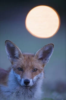 Images Dated 2nd June 2009: Urban Red fox (Vulpes vulpes) portrait, withlight behind, London, June
